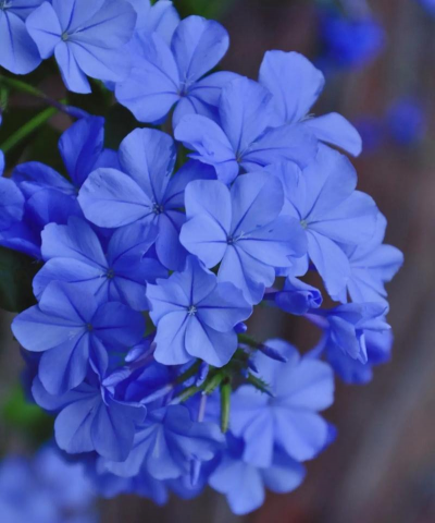 什么开蓝色的花 什么开蓝色的花