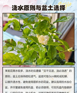 如何给茉莉浇水 如何给茉莉浇水