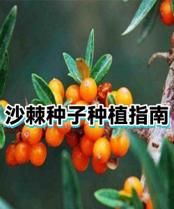 沙棘种植种子怎么种植 沙棘种植种子怎么种植