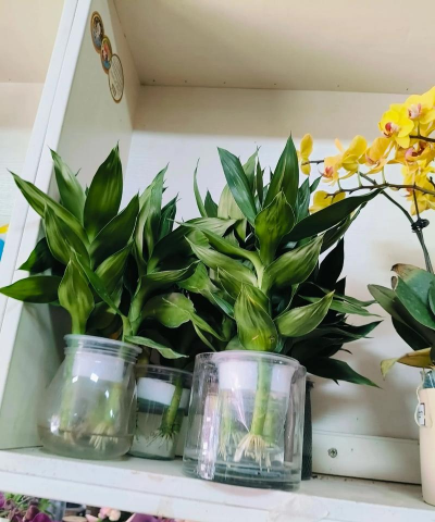 招财竹和富贵竹的区别 招财竹和富贵竹的区别