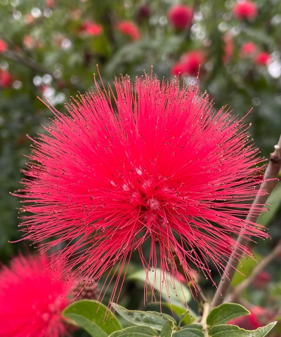 红色的什么花有毒 红色的什么花有毒