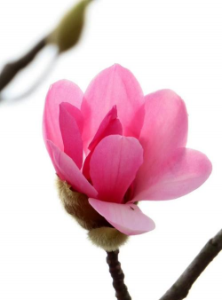 1月有什么花 1月有什么花