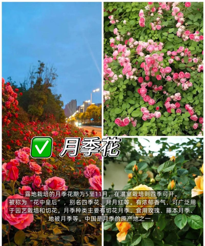 花期长的花有哪些花 花期长的花有哪些花