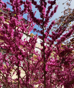 门前盛开的花有哪些花 门前盛开的花有哪些花