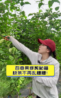 百香果树春季怎样修剪 百香果树春季怎样修剪