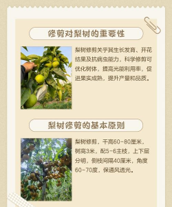 梨树夏季修剪主要技术措施 梨树夏季修剪主要技术措施