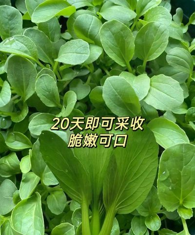 自己种植鸡毛菜怎么种植 自己种植鸡毛菜怎么种植