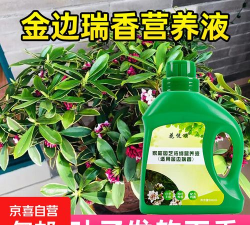 金边瑞香放什么肥料 金边瑞香放什么肥料