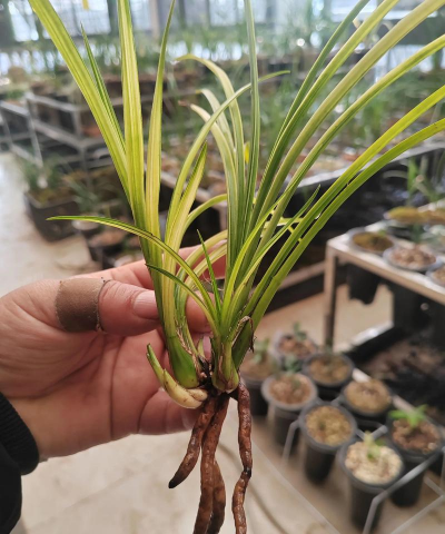 养殖兰花要用什么消毒 养殖兰花要用什么消毒