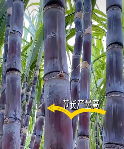 甘蔗种植方法 甘蔗种植方法