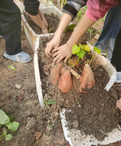 箱子种植番薯怎么种植的 箱子种植番薯怎么种植的