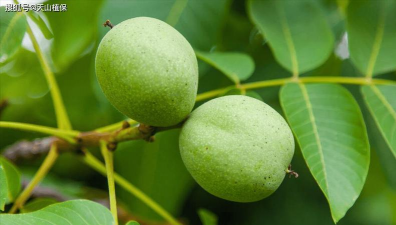 桃树种子育苗方法全过程 桃树种子育苗方法全过程