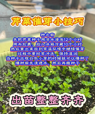芹菜怎样育苗和移栽 芹菜怎样育苗和移栽