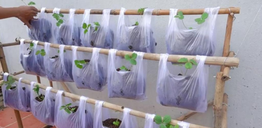 种植袋种植水果怎么种 种植袋种植水果怎么种