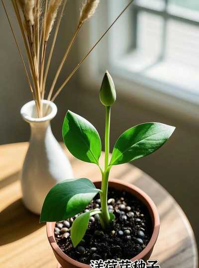 种植洋荷种子怎么种植 种植洋荷种子怎么种植