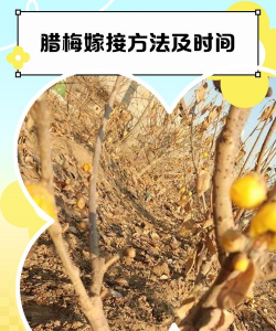 嫁接梅花什么时间最好 嫁接梅花什么时间最好