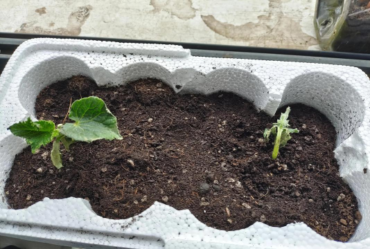 黄瓜苗为什么不长了 黄瓜苗为什么不长了