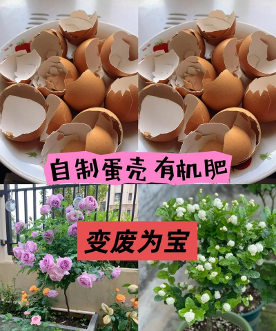 鸡蛋壳怎么做肥料 鸡蛋壳怎么做肥料
