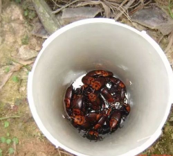 信息素诱捕害虫属于什么防治 信息素诱捕害虫属于什么防治