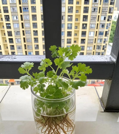 水里种植香菜怎么种植的 水里种植香菜怎么种植的