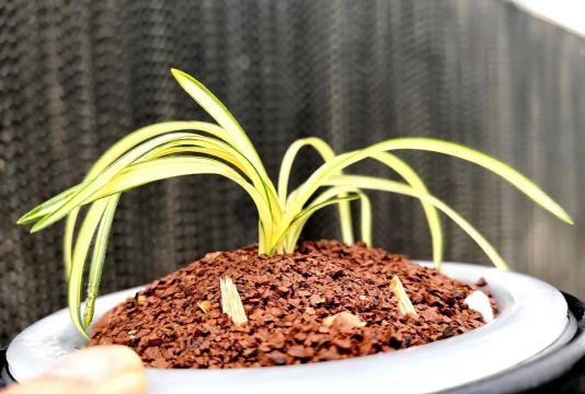 矮草花有哪些 矮草花有哪些