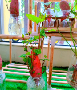 山芋种植阳台怎么种植的 山芋种植阳台怎么种植的