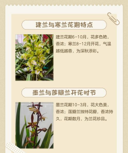 兰花开在什么季节开放 兰花开在什么季节开放