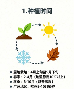 种植四九菜心怎么种植好 种植四九菜心怎么种植好