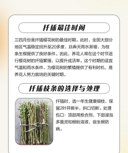 樱花如何繁殖 樱花如何繁殖