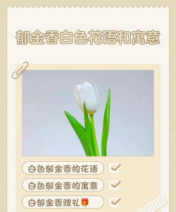 郁金香代表什么寓意 郁金香代表什么寓意