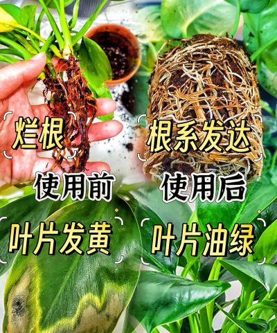 金钻施什么肥料好呢 金钻施什么肥料好呢