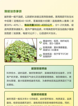 露天种植莴苣怎么种植的 露天种植莴苣怎么种植的