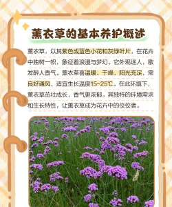 如何盆栽薰衣草 如何盆栽薰衣草