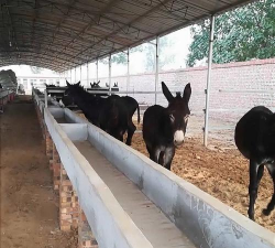 小毛驴多少钱 小毛驴多少钱