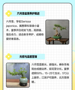 盆栽冬天注意什么地方 盆栽冬天注意什么地方