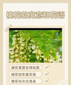 槐树花语是什么意思 槐树花语是什么意思