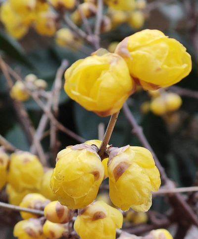 腊月的有哪些花 腊月的有哪些花