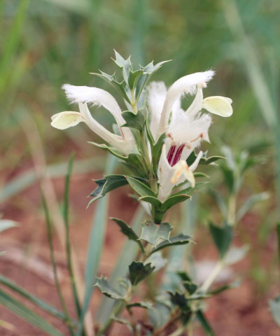 唇形科花有哪些 唇形科花有哪些