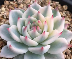 多肉象征着什么意义 多肉象征着什么意义