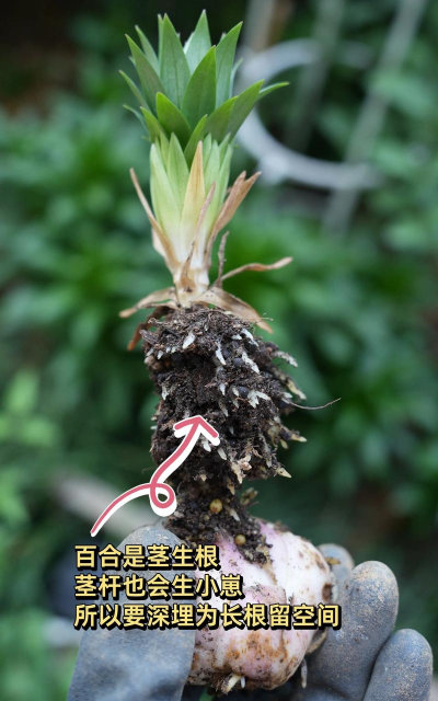 种植花朵该怎么种植呢 种植花朵该怎么种植呢