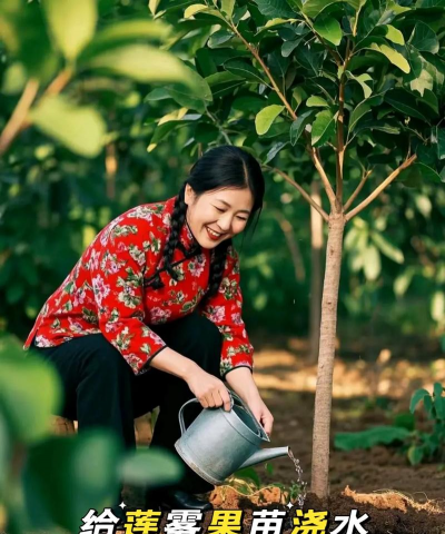 莲雾种植种子怎么种植的 莲雾种植种子怎么种植的