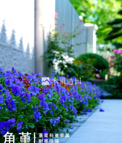 什么花适合冬季养吗 什么花适合冬季养吗