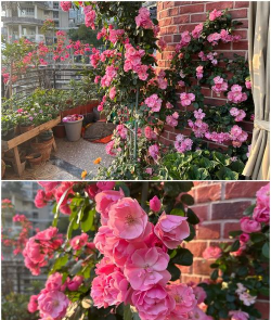 阳台大花有哪些 阳台大花有哪些