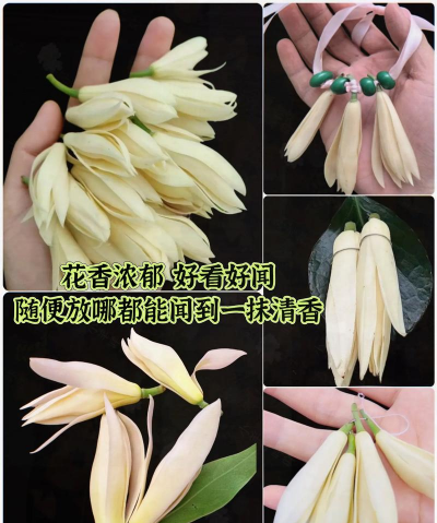 广西的花有哪些 广西的花有哪些