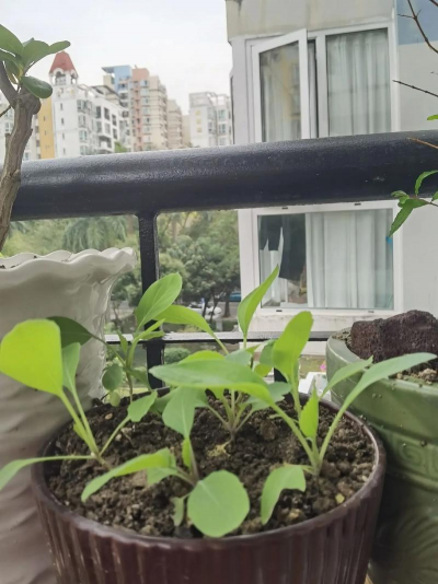 窗台种植芥菜怎么种植的 窗台种植芥菜怎么种植的