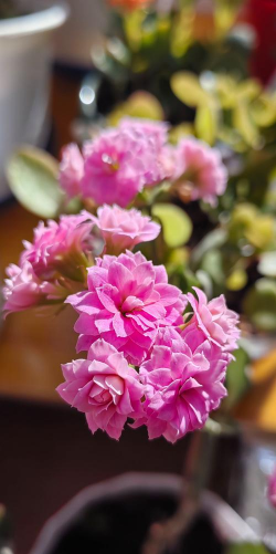 冬季时花有哪些 冬季时花有哪些