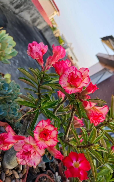 花沙漠玫瑰是什么花 花沙漠玫瑰是什么花