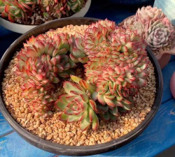 多肉十大美人,太阳一晒脸就红,胖成球的最好看! 多肉十大美人,太阳一晒脸就红,胖成球的最好看!