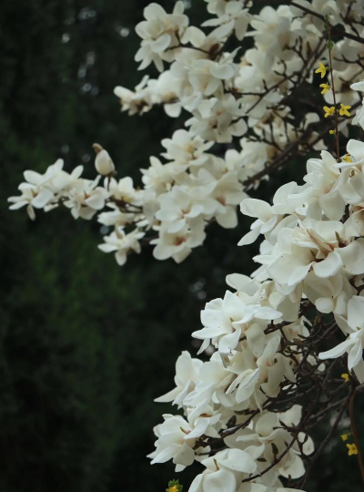 济南常见花有哪些 济南常见花有哪些