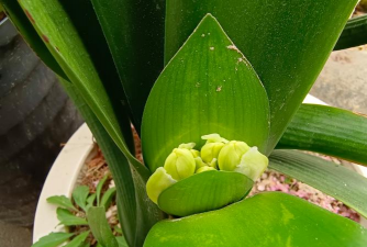 长寿君子兰...秋天加点它,叶子肥的直流油,花苞开的止不住! 长寿君子兰...秋天加点它,叶子肥的直流油,花苞开的止不住!